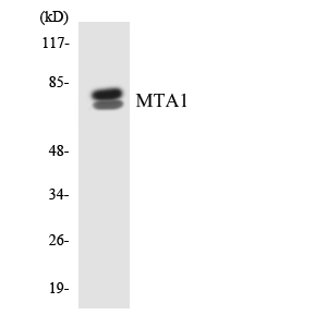 MTA1 Antibody - Western blot analysis of the lysates from K562 cells using MTA1 antibody.