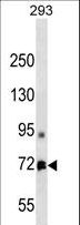 MTA1 Antibody - MTA1 Antibody western blot of 293 cell line lysates (35 ug/lane). The MTA1 antibody detected the MTA1 protein (arrow).