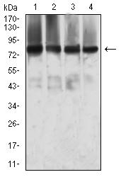 MTA1 Antibody - Western blot analysis using MTA1 mouse mAb against SW480 (1), T47D (2), MCF-7 (3), and COS7 (4) cell lysate.