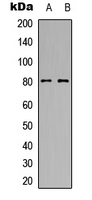 MTA1 Antibody - Western blot analysis of MTA1 expression in U2OS (A); NIH3T3 (B) whole cell lysates.