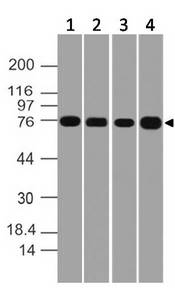 MTA2 Antibody - Fig-1: Western blot analysis of MTA2. Anti-MTA2 antibody was used at 1 µg/ml on (1) Raji, (2) K562, (3) RAW and (4) EL-4 lysates.