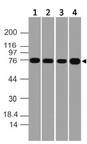 MTA2 Antibody - Fig-1: Western blot analysis of MTA2. Anti-MTA2 antibody was used at 1 µg/ml on (1) Raji, (2) K562, (3) RAW and (4) EL-4 lysates.