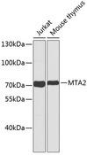 MTA2 Antibody - Western blot analysis of extracts of various cell lines using MTA2 Polyclonal Antibody.