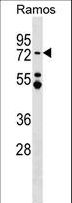 MTA3 Antibody - MTA3 Antibody western blot of Ramos cell line lysates (35 ug/lane). The MTA3 antibody detected the MTA3 protein (arrow).