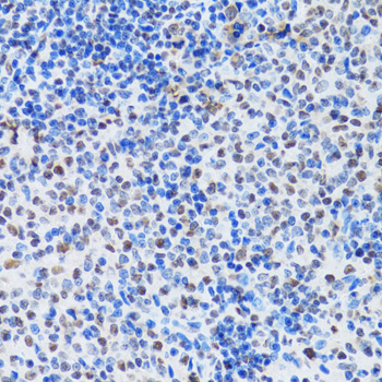 MTA3 Antibody - Immunohistochemistry of paraffin-embedded mouse spleen tissue.