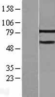MTA3 Protein - Western validation with an anti-DDK antibody * L: Control HEK293 lysate R: Over-expression lysate