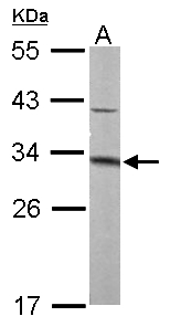 MTAP Antibody - Sample (50 ug of whole cell lysate). A: mouse liver. 12% SDS PAGE. MTAP antibody diluted at 1:1000.
