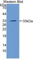 MTAP Antibody - Western blot of MTAP antibody.