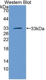 MTAP Antibody - Western blot of MTAP antibody.