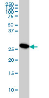 MTAP Antibody - MTAP monoclonal antibody (M01), clone 2G4 Western Blot analysis of MTAP expression in HeLa.