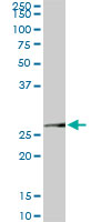 MTAP Antibody - MTAP monoclonal antibody (M01), clone 2G4. Western Blot analysis of MTAP expression in PC-12.
