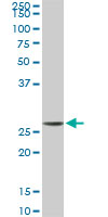 MTAP Antibody - MTAP monoclonal antibody (M01), clone 2G4. Western Blot analysis of MTAP expression in Raw 264.7.