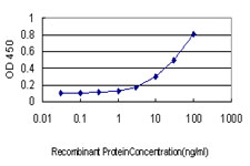 MTAP Antibody - Detection limit for recombinant GST tagged MTAP is approximately 0.3 ng/ml as a capture antibody.