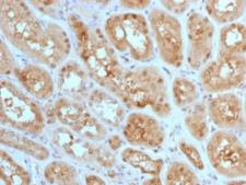 MTAP Antibody - IHC staining of FFPE human kidney with MTAP antibody (clone MTAP/1813). Required HIER: steam section in pH6 citrate buffer for 20 min and allow to cool prior to staining.