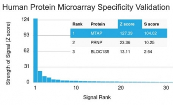 MTAP Antibody - Analysis of HuProt(TM) microarray containing more than 19,000 full-length human proteins using MTAP antibody (clone MTAP/1813). These results demonstrate the foremost specificity of the MTAP/1813 mAb. Z- and S- score: The Z-score represents the strength of a signal that an antibody (in combination with a fluorescently-tagged anti-IgG secondary Ab) produces when binding to a particular protein on the HuProt(TM) array. Z-scores are described in units of standard deviations (SDs) above the mean value of all signals generated on that array. If the targets on the HuProt(TM) are arranged in descending order of the Z-score, the S-score is the difference (also in units of SDs) between the Z-scores. The S-score therefore represents the relative target specificity of an Ab to its intended target.