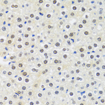 MTAP Antibody - Immunohistochemistry of paraffin-embedded mouse liver using MTAP antibodyat dilution of 1:100 (40x lens).