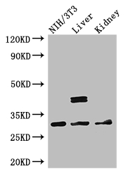MTAP Antibody - Positive WB detected in:NIH/3T3 whole cell lysate,Mouse liver tissue,Mouse kidney tissue;All lanes: MTAP antibody at 2.7ug/ml;Secondary;Goat polyclonal to rabbit IgG at 1/50000 dilution;Predicted band size: 32,39,37,31,34,33,27 kDa;Observed band size: 32,39 kDa;