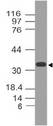 MTAP Antibody - Fig-1: Western blot analysis of MTAP. Anti-MTAP antibody was used at 2 µg/ml on h Brain lysate.