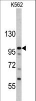 MTBP / Mdm2-Binding Protein Antibody - Western blot of MTBP antibody in K562 cell line lysates (35 ug/lane). MTBP (arrow) was detected using the purified antibody.