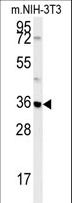 MTCH2 Antibody - MTCH2 Antibody western blot of mouse NIH-3T3 cell line lysates (35 ug/lane). The MTCH2 antibody detected the MTCH2 protein (arrow).