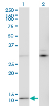 MTCP1 Antibody - Western Blot analysis of MTCP1 expression in transfected 293T cell line by MTCP1 monoclonal antibody (M05), clone 1G12.Lane 1: MTCP1 transfected lysate (Predicted MW: 7.7 KDa).Lane 2: Non-transfected lysate.