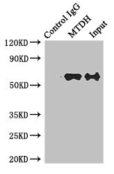 MTDH / Metadherin Antibody - Immunoprecipitating MTDH in Hela whole cell lysate Lane 1: Rabbit monoclonal IgG (1µg) instead of MTDH Antibody in Hela whole cell lysate.For western blotting, a HRP-conjugated anti-rabbit IgG, specific to the non-reduced form of IgG was used as the Secondary antibody (1/50000) Lane 2: MTDH Antibody (4µg) + Hela whole cell lysate (500µg) Lane 3: Hela whole cell lysate (20µg)