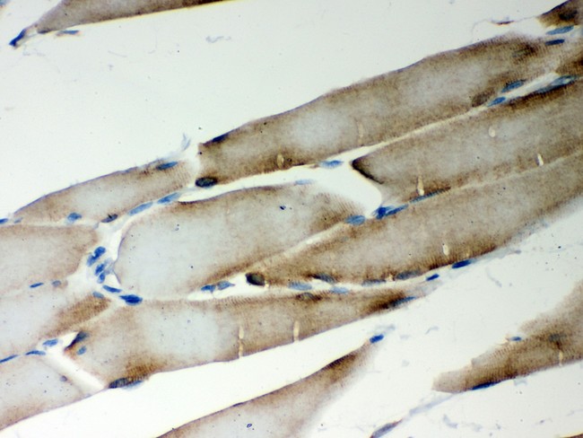 MTDH / Metadherin Antibody - LYRIC antibody IHC-paraffin: Rat Skeletal Muscle Tissue.