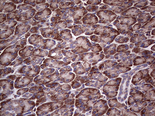 MTDH / Metadherin Antibody - Immunohistochemical staining of paraffin-embedded Human pancreas tissue within the normal limits using anti-MTDH mouse monoclonal antibody. (Heat-induced epitope retrieval by 1 mM EDTA in 10mM Tris, pH8.5, 120C for 3min,