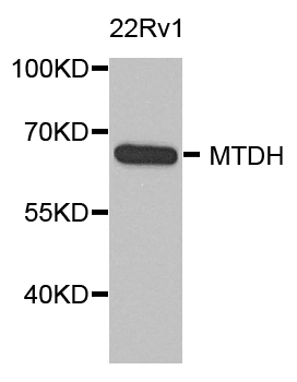MTDH / Metadherin Antibody - Western blot analysis of extract of various cells.