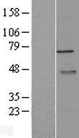 MTDH / Metadherin Protein - Western validation with an anti-DDK antibody * L: Control HEK293 lysate R: Over-expression lysate