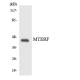 MTERF1 Antibody - Western blot analysis of the lysates from HUVECcells using MTERF antibody.