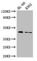 MTERF1 Antibody - Positive WB detected in:HL-60 whole cell lysate,K562 whole cell lysate;All lanes:MTERF1 antibody at 2.6?g/ml;Secondary;Goat polyclonal to rabbit IgG at 1/50000 dilution;Predicted band size: 46 KDa;Observed band size: 46 KDa;