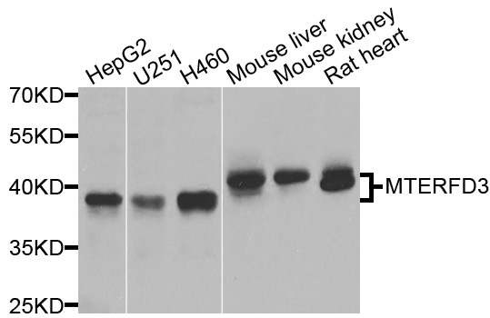 MTERF2 / MTERFD3 Antibody - Western blot analysis of extracts of various cells.