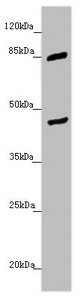 MTERF2 / MTERFD3 Antibody - Western blot All Lanes:MTERFD3 antibody at 1.45 ug/ml+ U251 whole cell lysate Secondary Goat polyclonal to rabbit IgG at 1/10000 dilution Predicted band size: 44 kDa Observed band size: 44,85 kDa