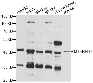 MTERF3 / MTERFD1 Antibody - Western blot analysis of extracts of various cell lines, using MTERFD1 antibody at 1:1000 dilution. The secondary antibody used was an HRP Goat Anti-Rabbit IgG (H+L) at 1:10000 dilution. Lysates were loaded 25ug per lane and 3% nonfat dry milk in TBST was used for blocking. An ECL Kit was used for detection and the exposure time was 30s.