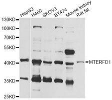 MTERF3 / MTERFD1 Antibody - Western blot analysis of extracts of various cell lines, using MTERFD1 antibody at 1:1000 dilution. The secondary antibody used was an HRP Goat Anti-Rabbit IgG (H+L) at 1:10000 dilution. Lysates were loaded 25ug per lane and 3% nonfat dry milk in TBST was used for blocking. An ECL Kit was used for detection and the exposure time was 30s.