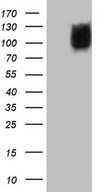 MTF-1 Antibody - HEK293T cells were transfected with the pCMV6-ENTRY control. (Left lane) or pCMV6-ENTRY MTF1. (Right lane) cDNA for 48 hrs and lysed. Equivalent amounts of cell lysates. (5 ug per lane) were separated by SDS-PAGE and immunoblotted with anti-MTF1.