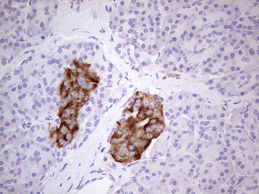 MTF-1 Antibody - Immunohistochemical staining of paraffin-embedded Human pancreas tissue within the normal limits using anti-MTF1 mouse monoclonal antibody.  Dilution: 1:150