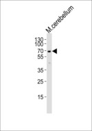 MTF2 / PCL2 Antibody - Western blot of lysate from mouse cerebellum tissue lysate, using MTF2 Antibody. Antibody was diluted at 1:1000. A goat anti-rabbit IgG H&L (HRP) at 1:10000 dilution was used as the secondary antibody. Lysate at 35ug.