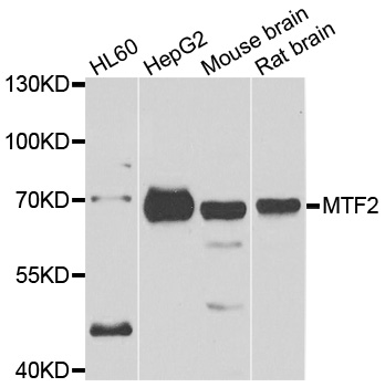 MTF2 / PCL2 Antibody - Western blot analysis of extracts of various cell lines.