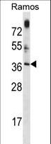 MTG1 / Mitochondrial GTPase 1 Antibody - MTG1 Antibody western blot of Ramos cell line lysates (35 ug/lane). The MTG1 antibody detected the MTG1 protein (arrow).