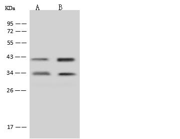 MTG1 / Mitochondrial GTPase 1 Antibody - Anti-MTG1 rabbit polyclonal antibody at 1:500 dilution. Lane A: Jurkat Whole Cell Lysate. Lane B: U-251 MG Whole Cell Lysate. Lysates/proteins at 30 ug per lane. Secondary: Goat Anti-Rabbit IgG (H+L)/HRP at 1/10000 dilution. Developed using the ECL technique. Performed under reducing conditions. Predicted band size: 37 kDa. Observed band size: 33 kDa.