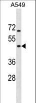 MTG2 / GTPBP5 Antibody - GTPBP5 Antibody western blot of A549 cell line lysates (35 ug/lane). The GTPBP5 antibody detected the GTPBP5 protein (arrow).
