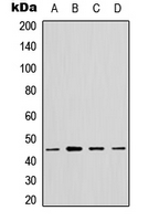 MTG2 / GTPBP5 Antibody - Western blot analysis of GTPBP5 expression in A549 (A); HeLa (B); NS-1 (C); PC12 (D) whole cell lysates.