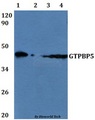 MTG2 / GTPBP5 Antibody - Western blot of GTPBP5 antibody at 1:500 dilution Line1:A549 whole cell lysate Line2:HeLa whole cell lysate Line3:PC12 whole cell lysate Line4:sp20 whole cell lysate.