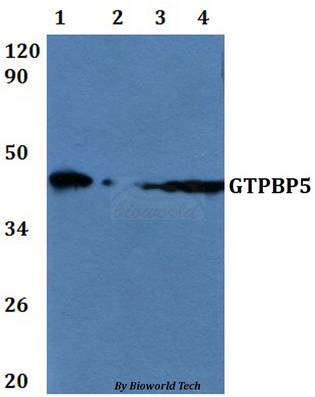 MTG2 / GTPBP5 Antibody - Western blot of GTPBP5 antibody at 1:500 dilution Line1:A549 whole cell lysate Line2:HeLa whole cell lysate Line3:PC12 whole cell lysate Line4:sp20 whole cell lysate.