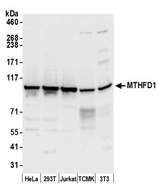 MTHFD1 Antibody - Detection of human and mouse MTHFD1 by western blot. Samples: Whole cell lysate (50 µg) from HeLa, HEK293T, Jurkat, mouse TCMK-1, and mouse NIH 3T3 cells prepared using NETN lysis buffer. Antibody: Affinity purified rabbit anti-MTHFD1 antibody used for WB at 0.1 µg/ml. Detection: Chemiluminescence with an exposure time of 10 seconds.