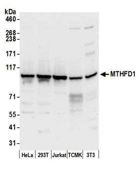 MTHFD1 Antibody - Detection of human and mouse MTHFD1 by western blot. Samples: Whole cell lysate (50 µg) from HeLa, HEK293T, Jurkat, mouse TCMK-1, and mouse NIH 3T3 cells prepared using NETN lysis buffer. Antibody: Affinity purified rabbit anti-MTHFD1 antibody used for WB at 0.1 µg/ml. Detection: Chemiluminescence with an exposure time of 10 seconds.