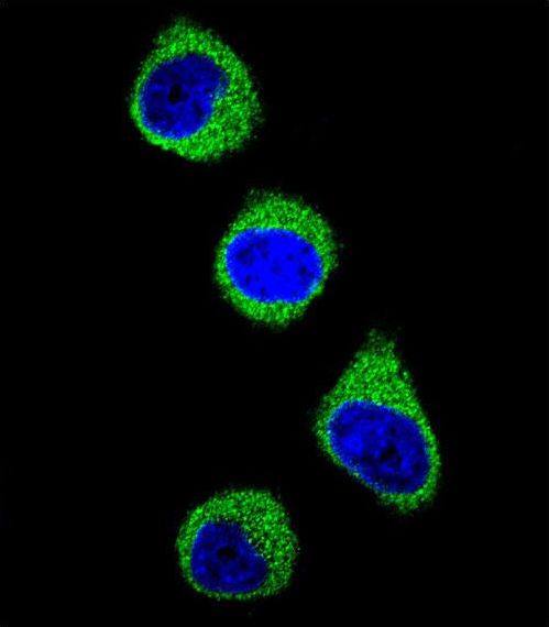 MTHFD1 Antibody - Confocal immunofluorescence of MTHFD1 Antibody (Center P550) with 293 cell followed by Alexa Fluor 488-conjugated goat anti-rabbit lgG (green). DAPI was used to stain the cell nuclear (blue).