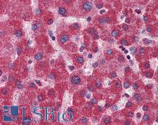 MTHFD1 Antibody - Anti-MTHFD1 antibody IHC of human liver. Immunohistochemistry of formalin-fixed, paraffin-embedded tissue after heat-induced antigen retrieval. Antibody concentration 5 ug/ml.  This image was taken for the unconjugated form of this product. Other forms have not been tested.